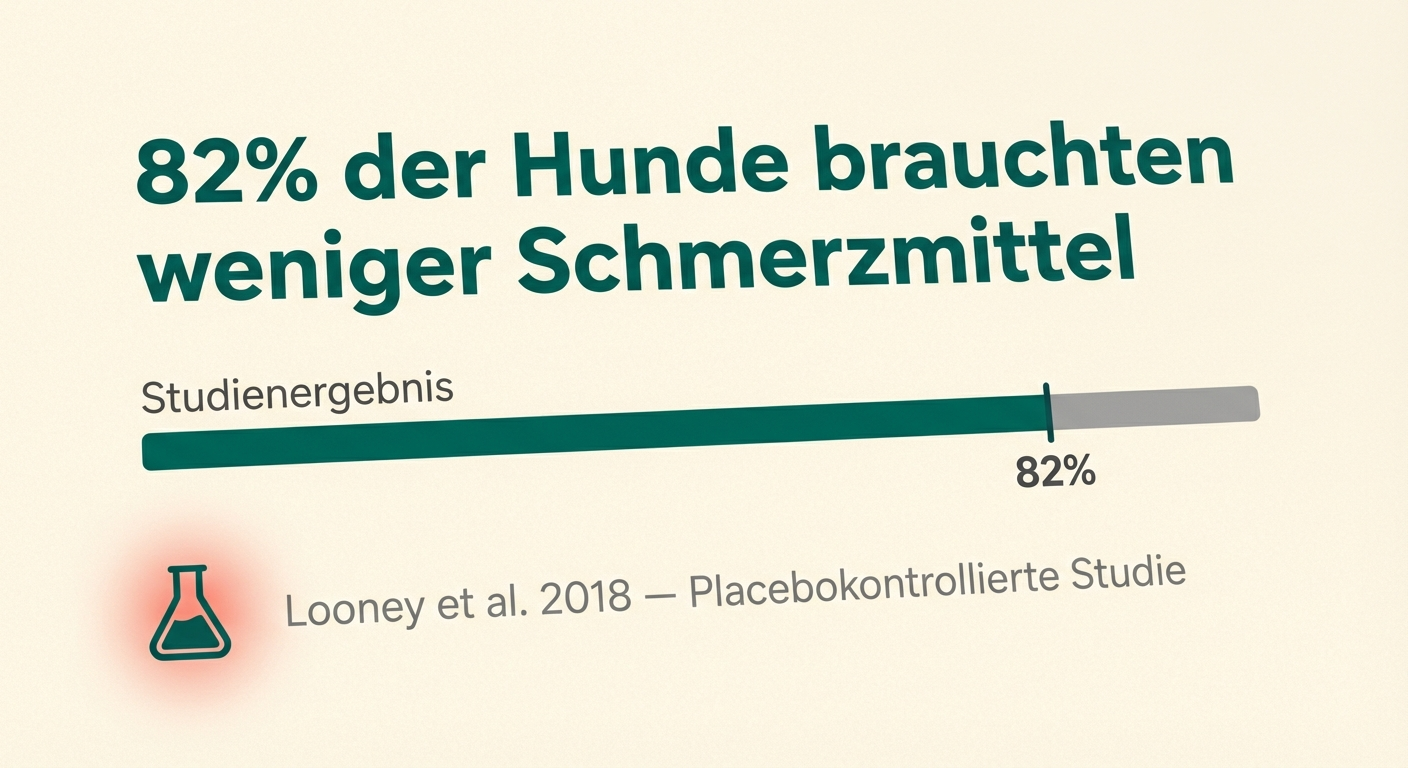Studienergebnis: 82% der Hunde brauchten weniger Schmerzmittel nach Lichttherapie