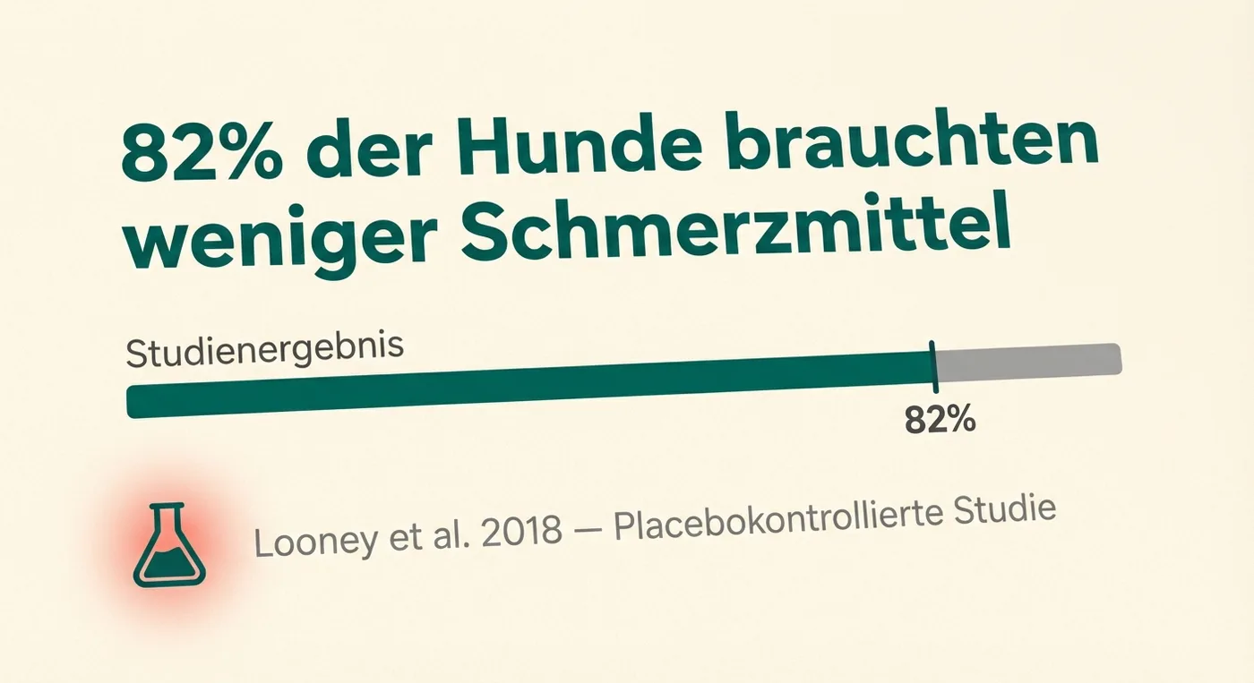 Studienergebnis: 82% der Hunde brauchten weniger Schmerzmittel nach Lichttherapie