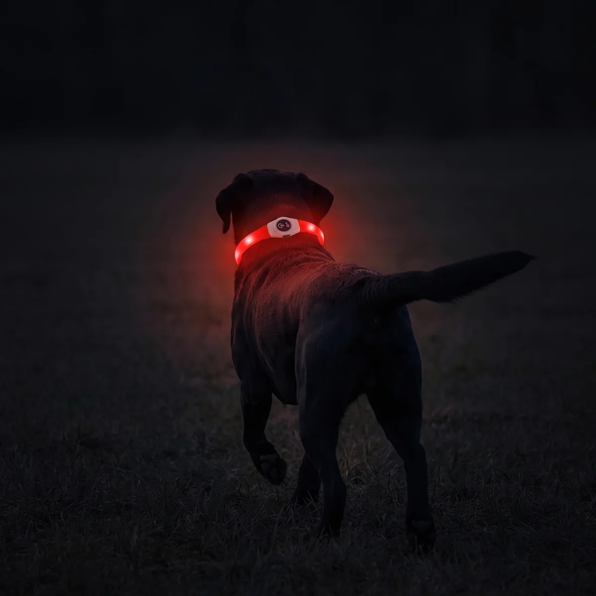 Schwarzer Labrador von hinten mit voll sichtbarem rotem Leuchtring in der Dunkelheit